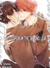 pittosporum-shino-makami